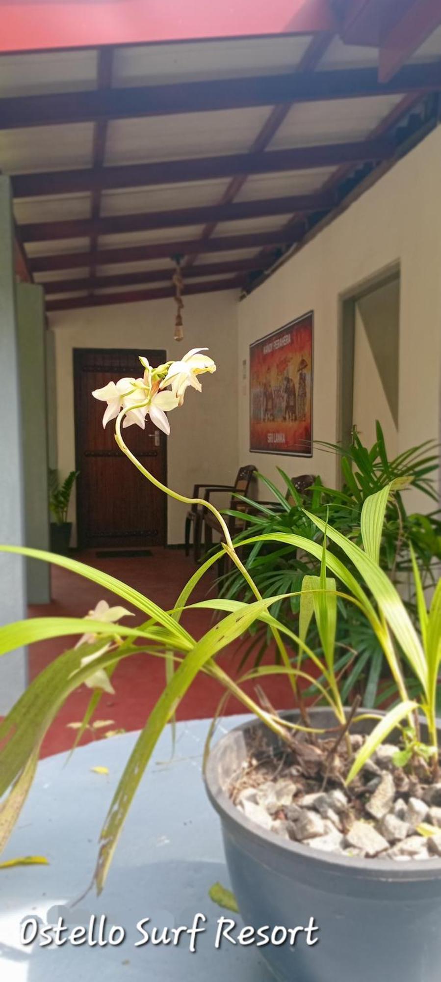 Ostello Surf Resort Ahangama Chambre photo